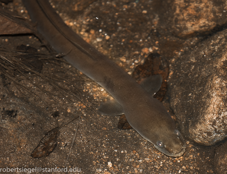 Fresh water eel